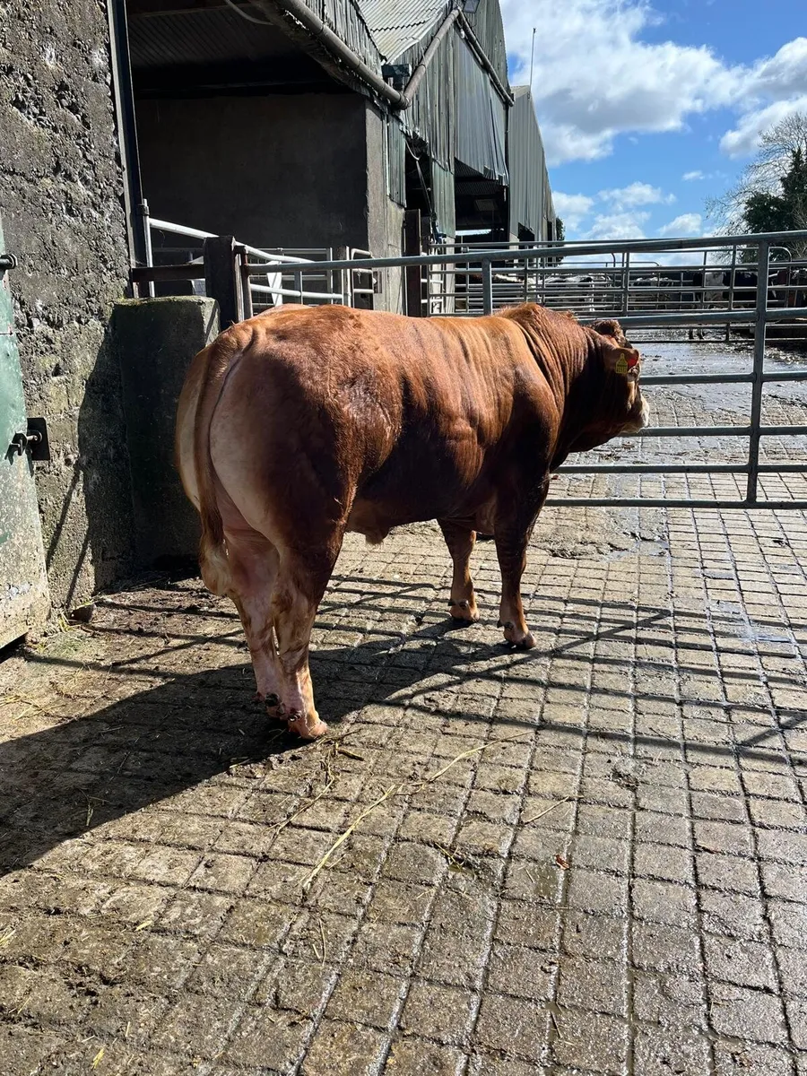 Pedigree Lm Bull - Image 3