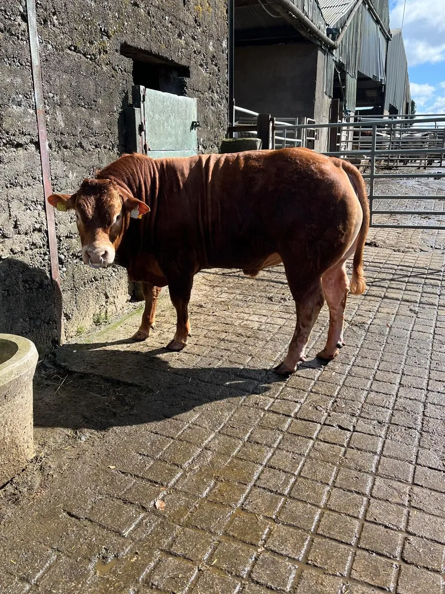 Pedigree Lm Bull - Image 4