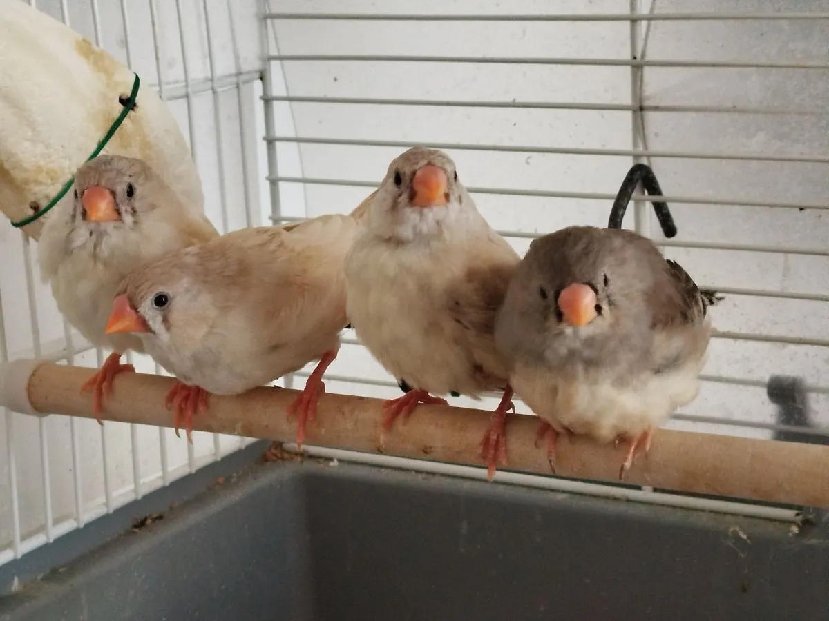 Zebra finhes - Image 1