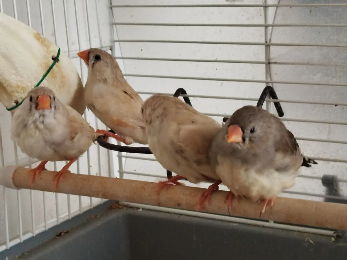 Zebra finhes - Image 2