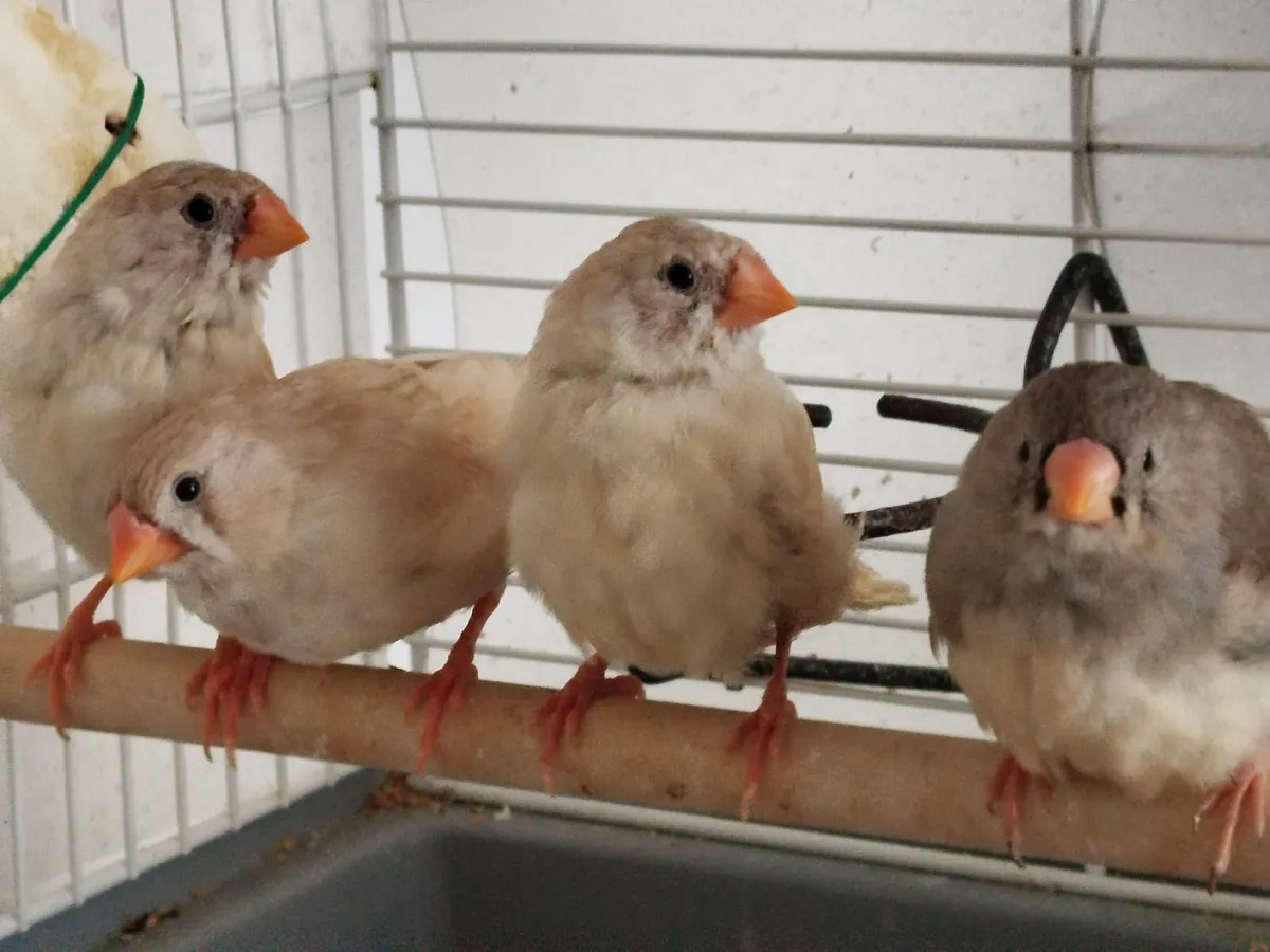 Zebra finhes - Image 4