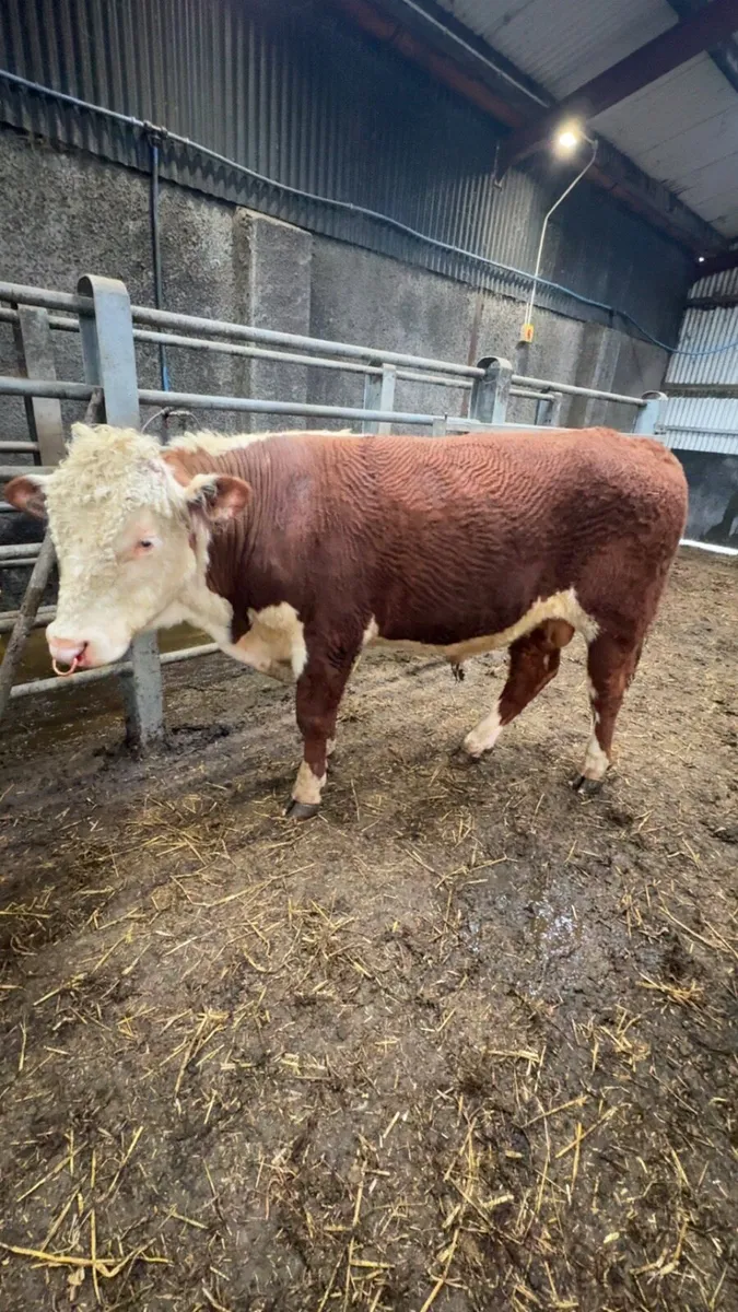 Hereford pedigree Bull - Image 1