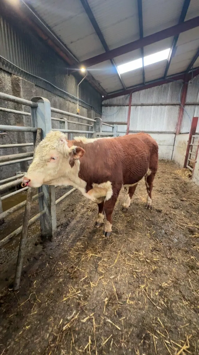 Hereford pedigree Bull - Image 2
