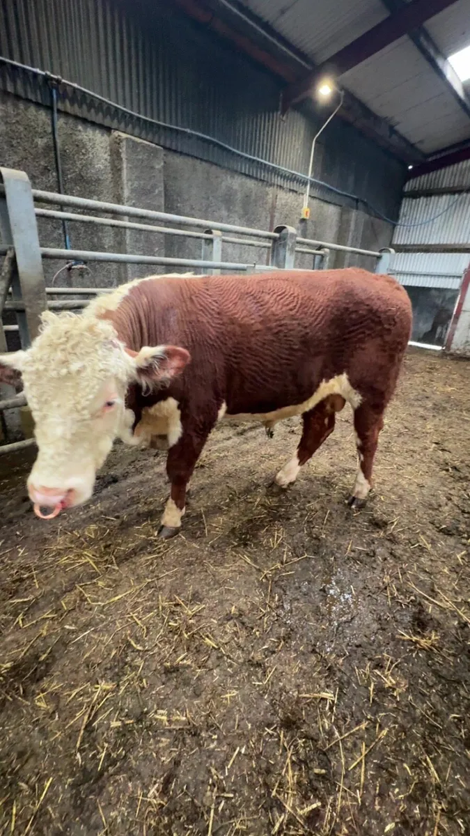 Hereford pedigree Bull - Image 3