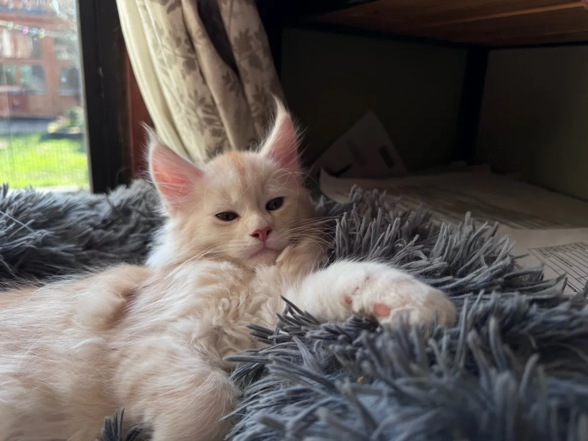 Maine coon kittens - Image 3