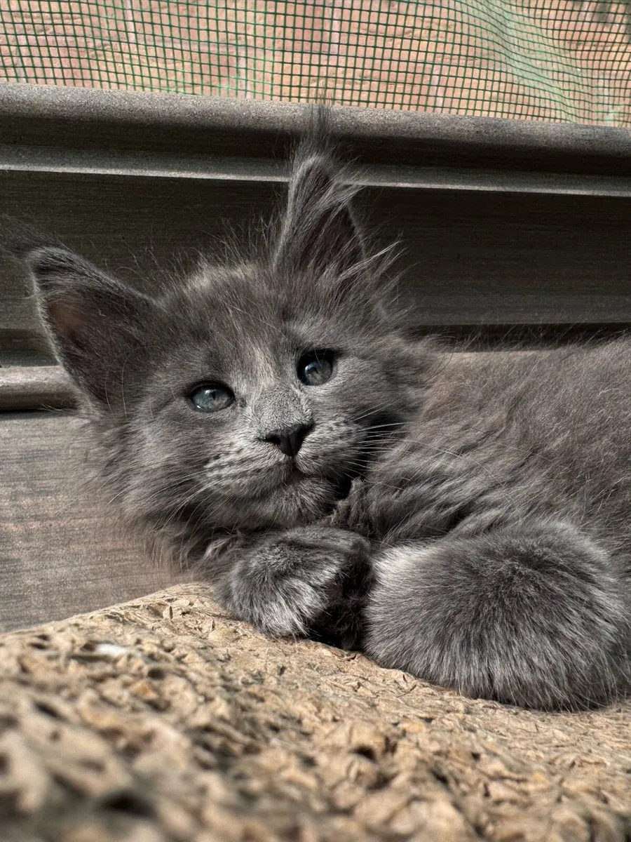 Maine coon kittens - Image 4