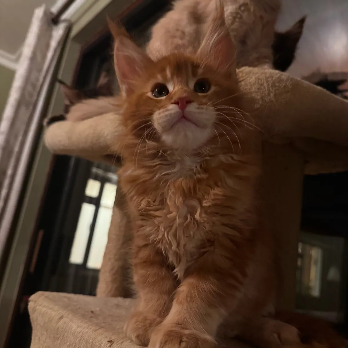 Maine coon kittens - Image 1