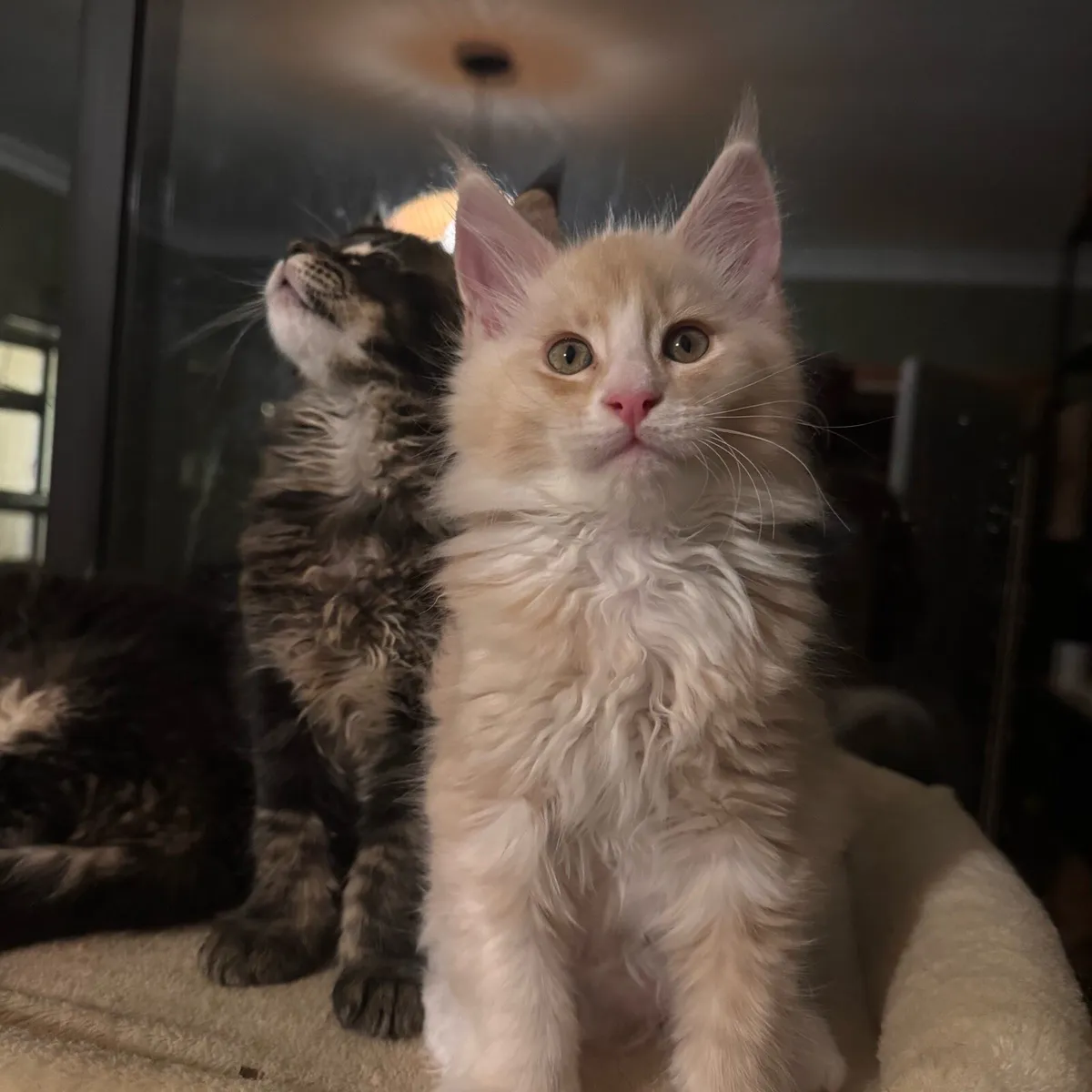 Maine coon kittens - Image 2