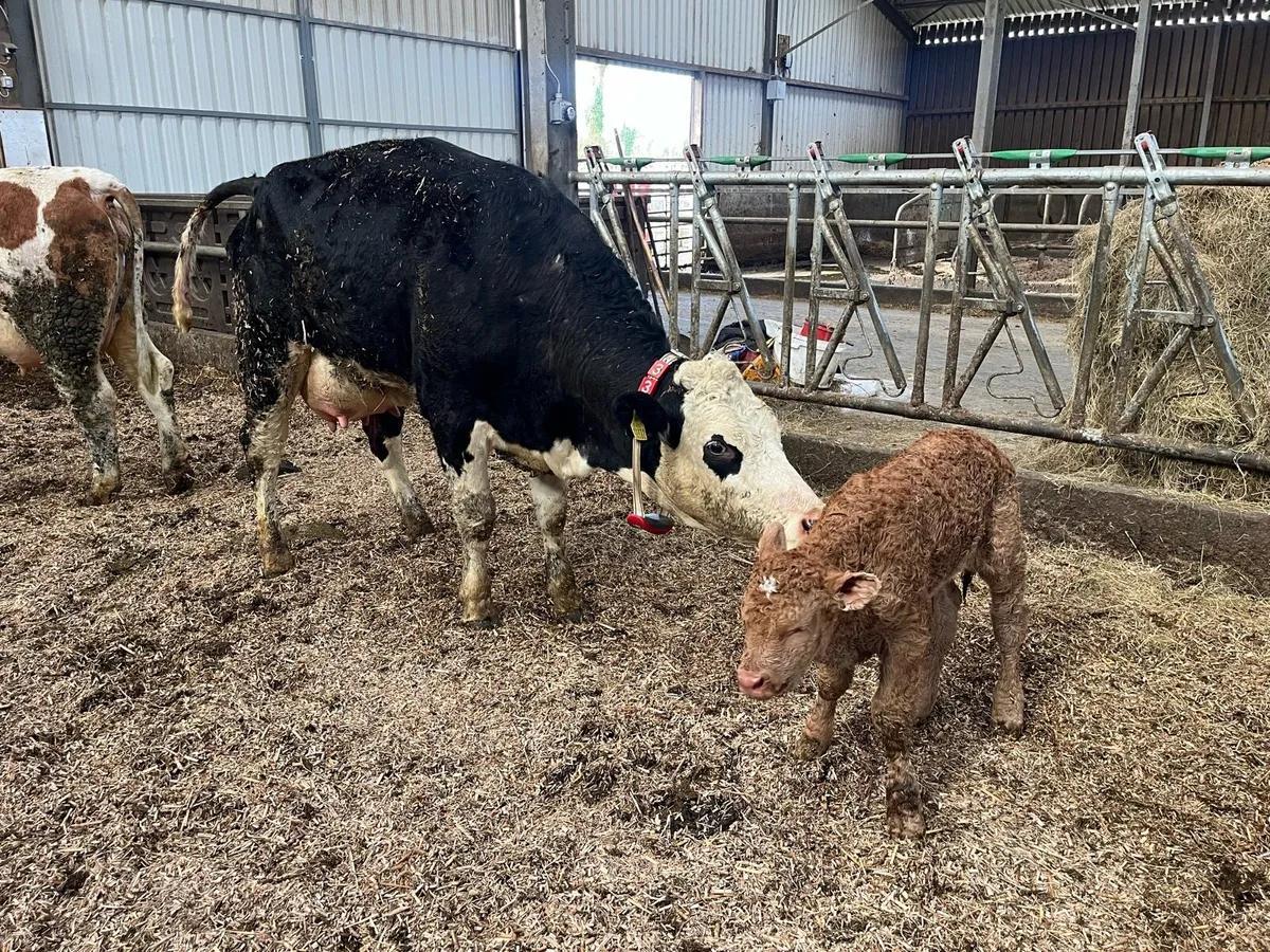 Limousine Calves - Image 2