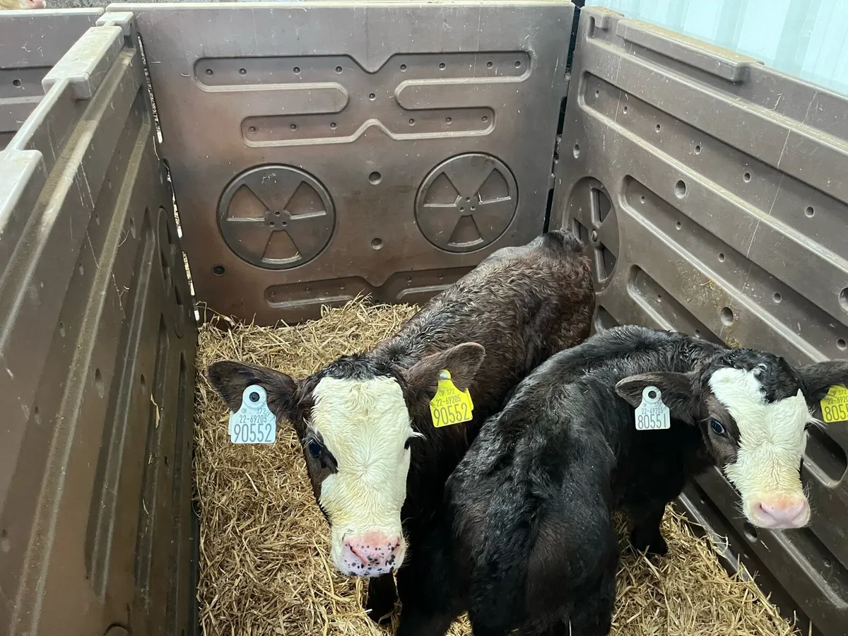Angus Calves - Image 1