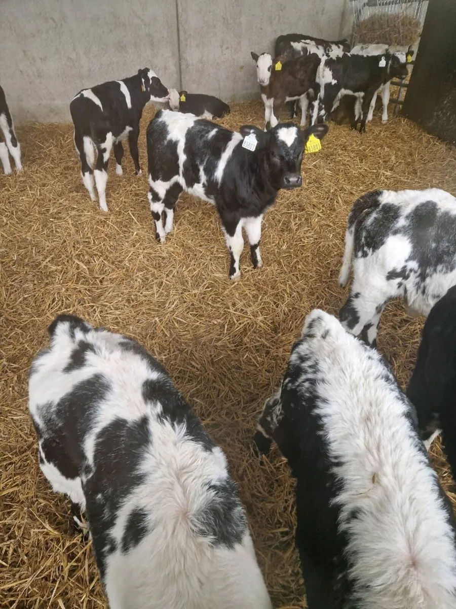 Selection  of calves - Image 1