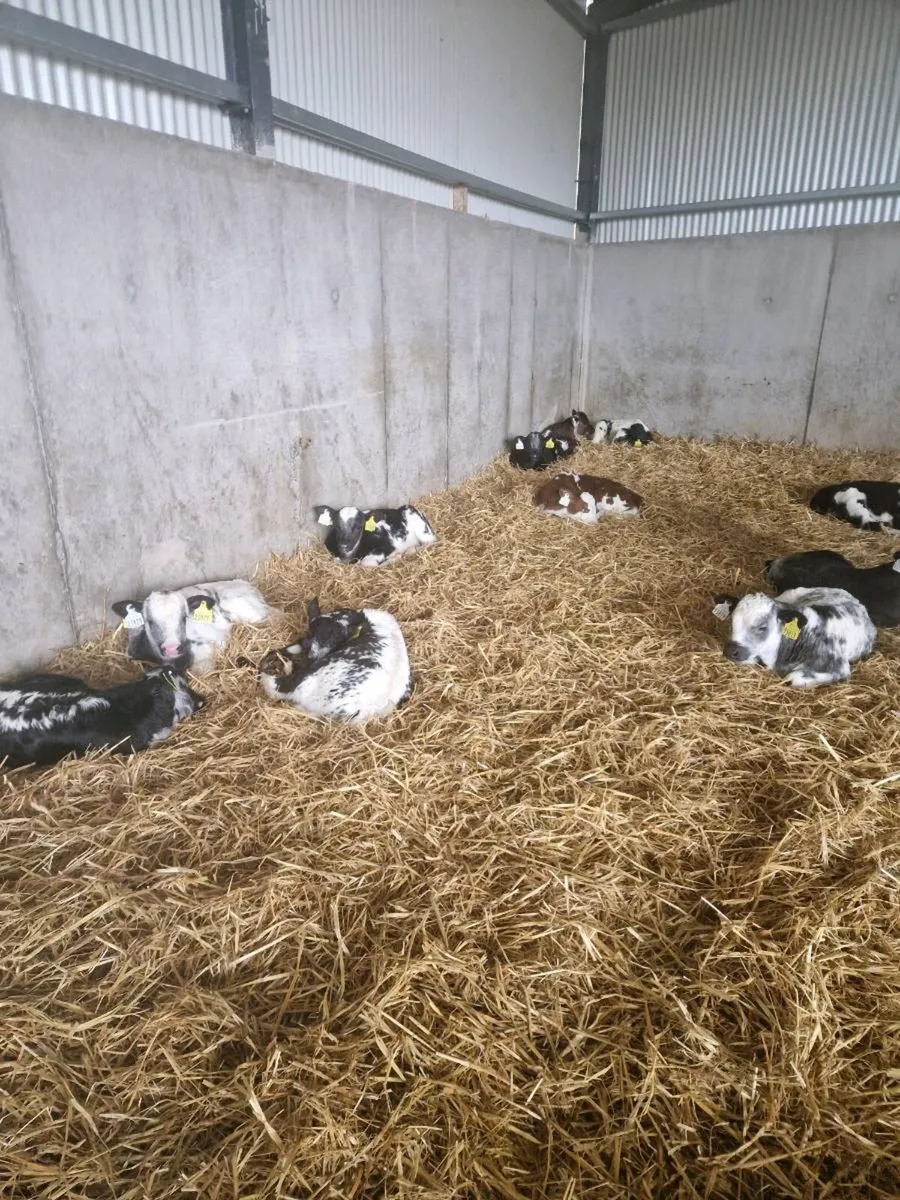 Selection  of calves - Image 2