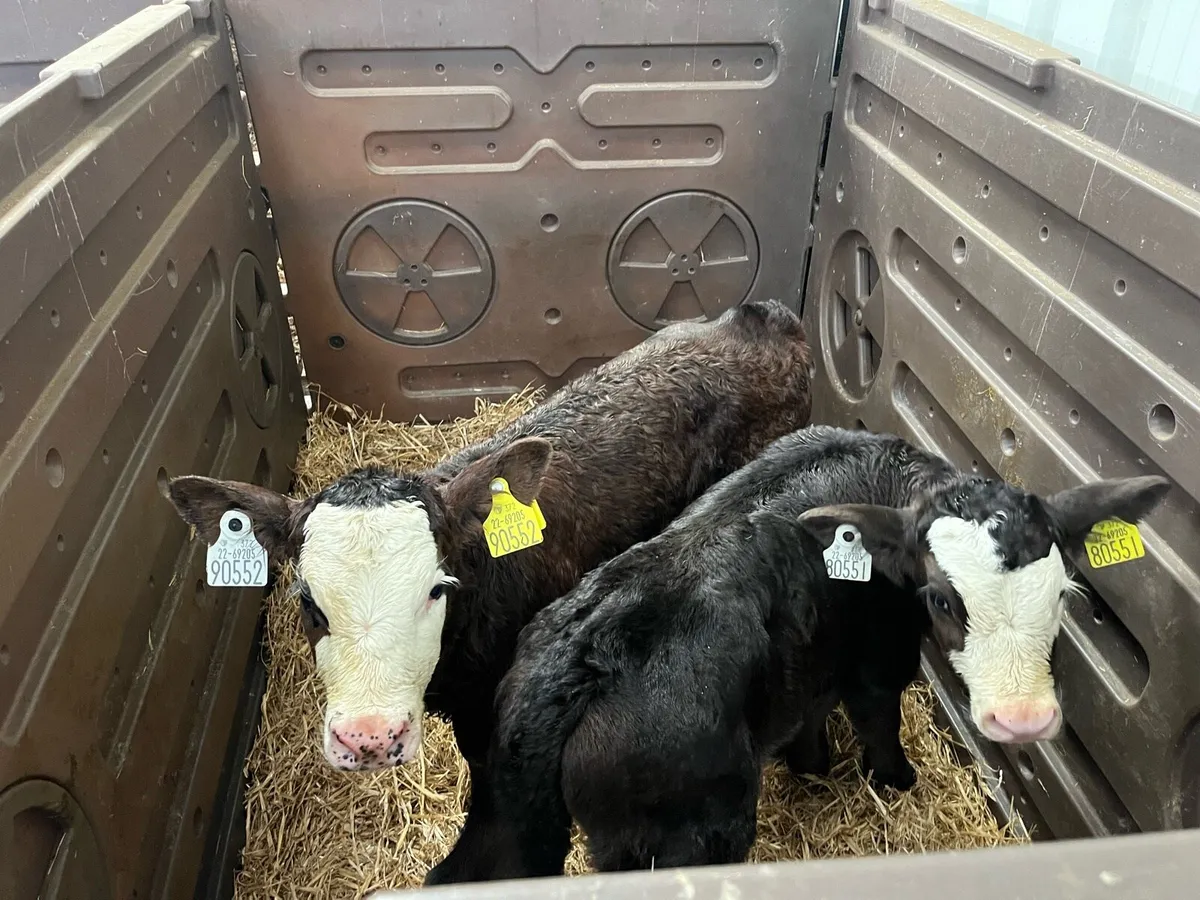 Angus Calves - Image 2