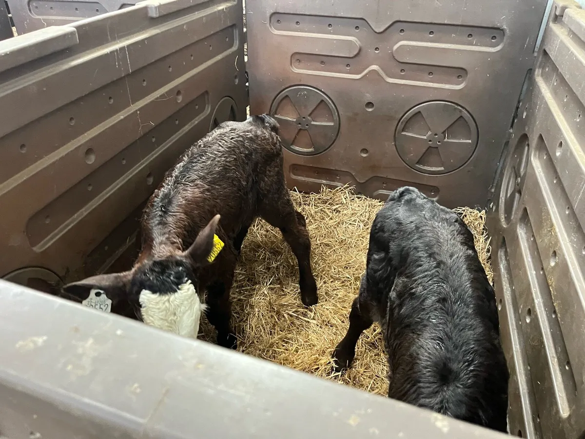 Angus Calves - Image 3