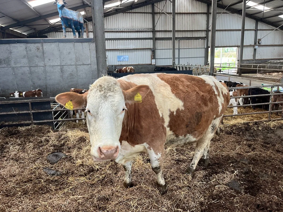 Angus Calves - Image 4