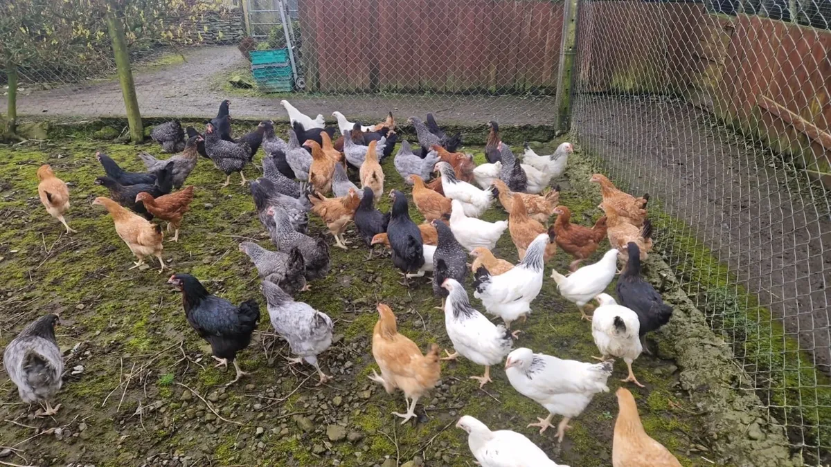 Laying Hens - Image 1