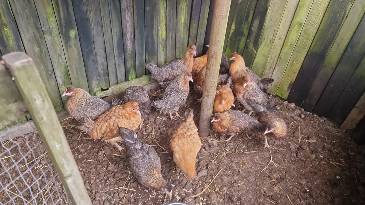 Laying Hens - Image 4