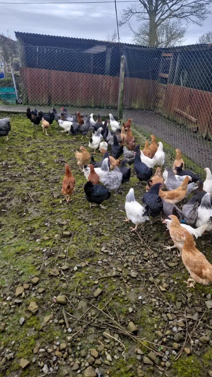 Laying Hens - Image 2