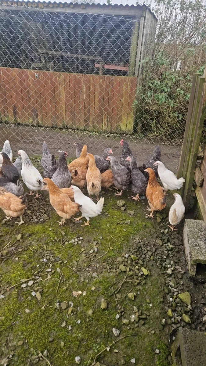 Laying Hens - Image 3