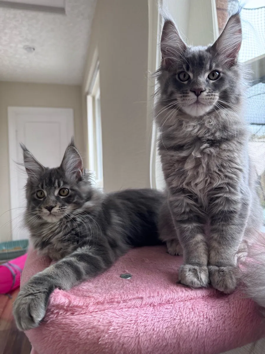 Maine coon kittens - Image 1