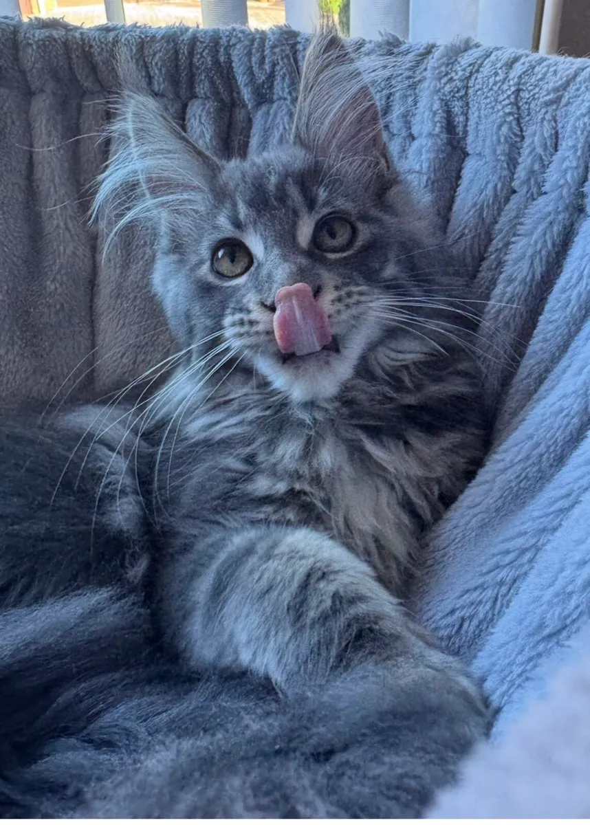 Maine coon kittens - Image 2