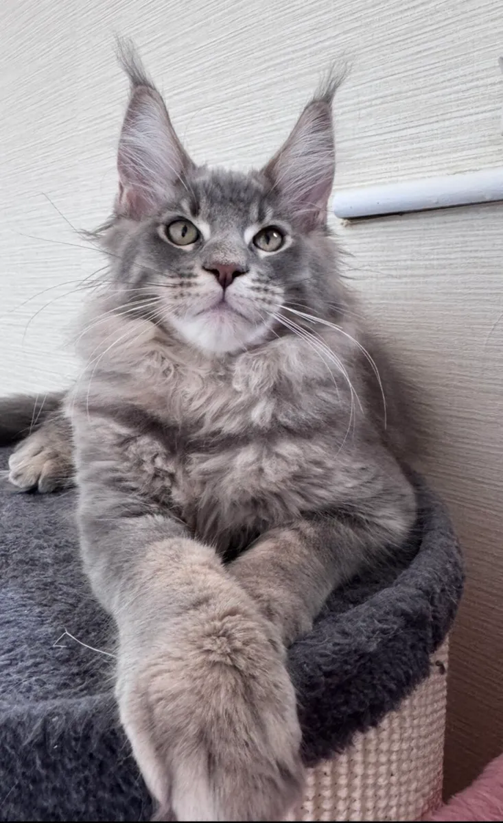 Maine coon kittens - Image 3