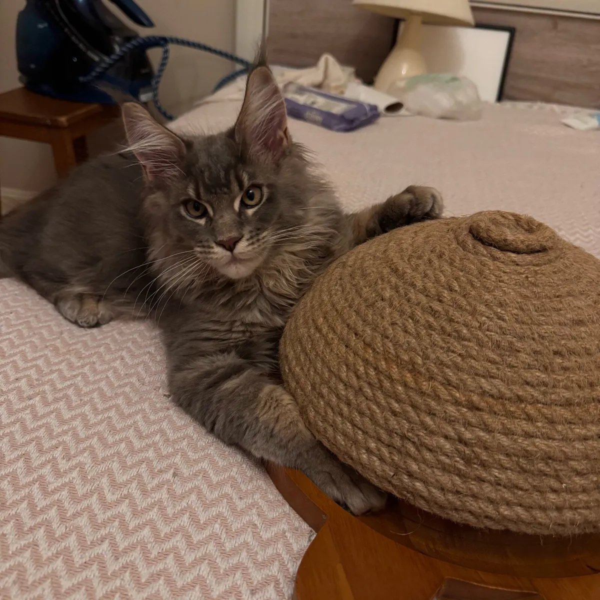 Maine coon kittens - Image 4