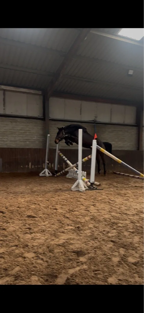 4yo x Arezzo VDL. Unbroken