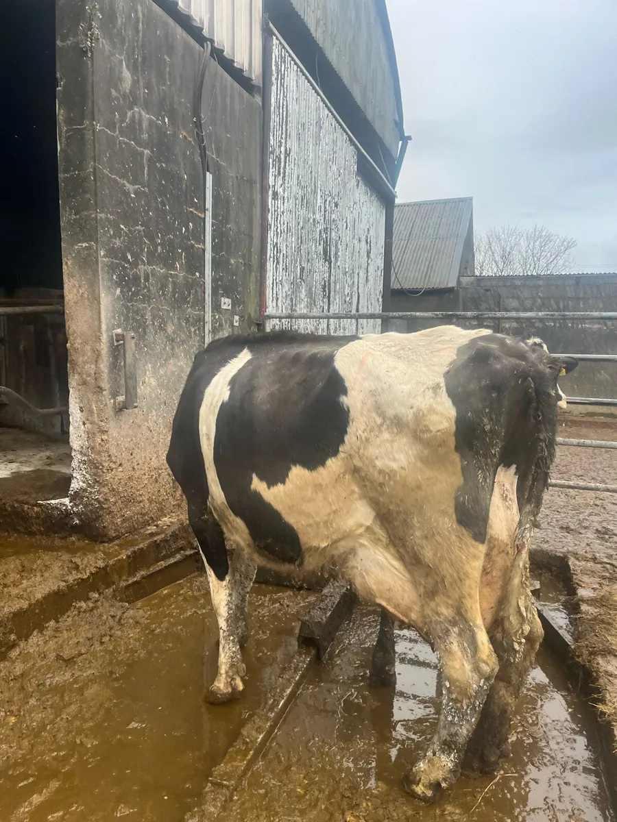 dairy cows - Image 4