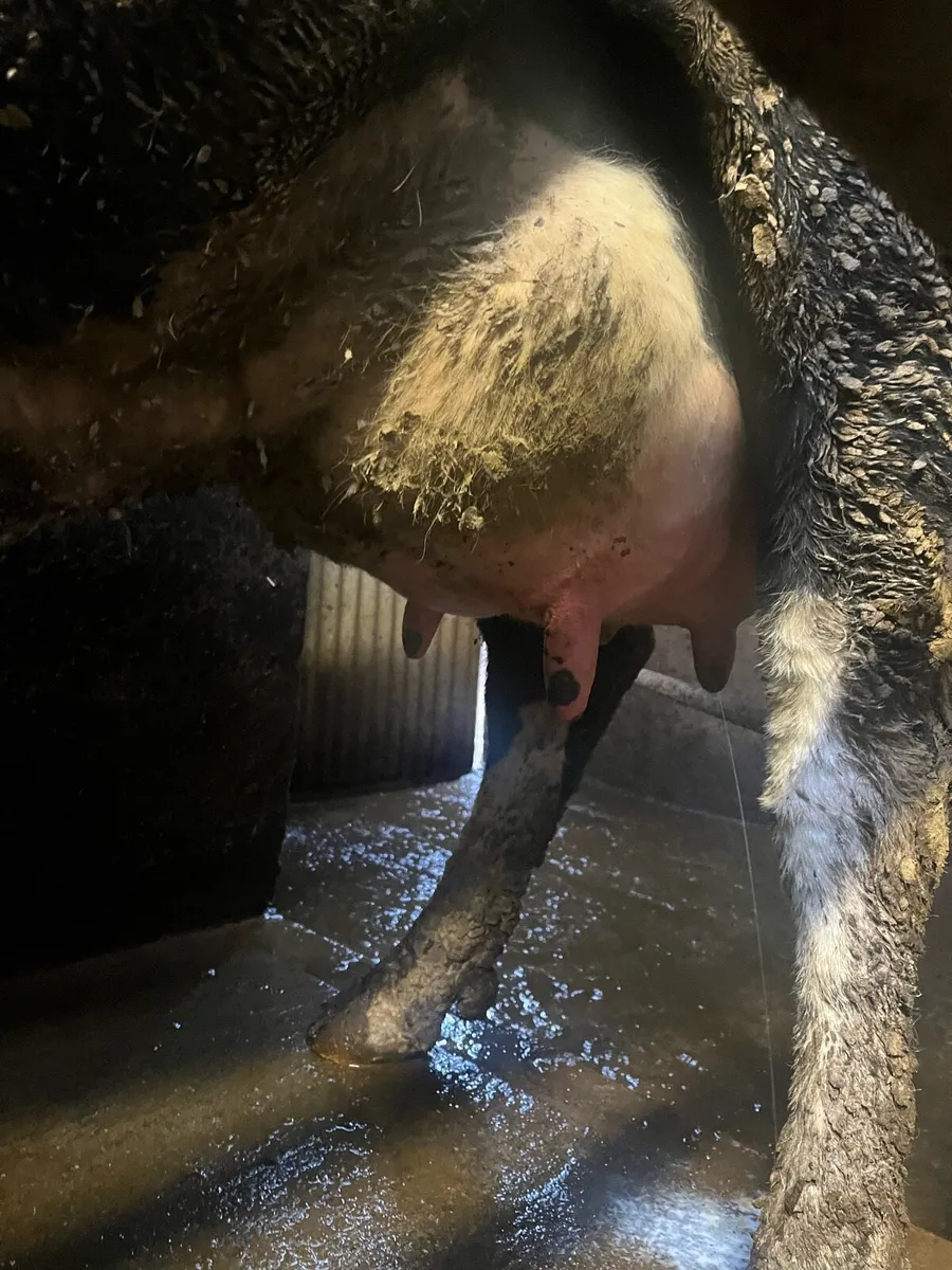 dairy cows - Image 1