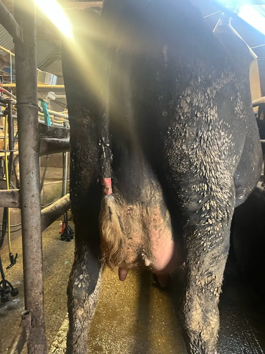 dairy cows - Image 3