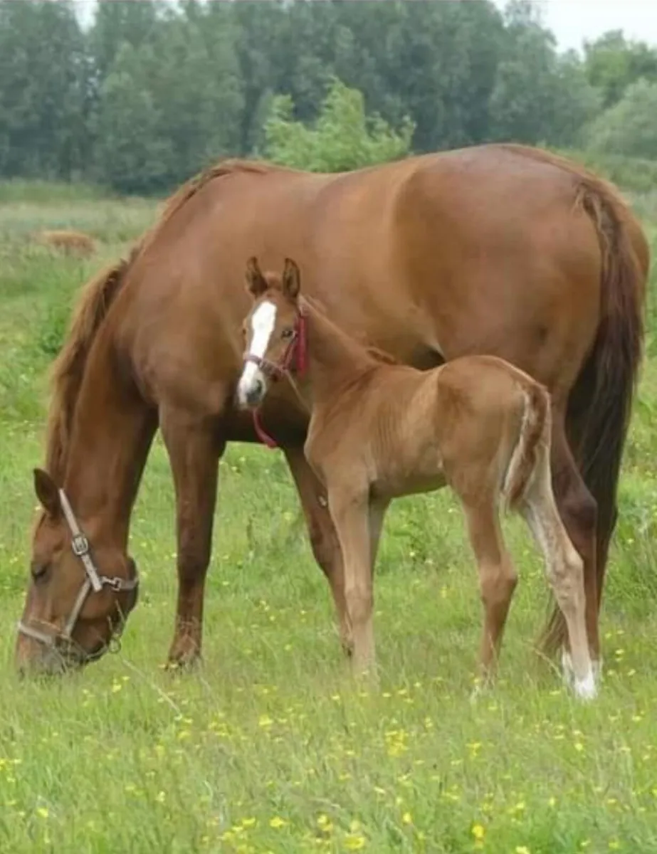 ISO Recipient mares - Image 1