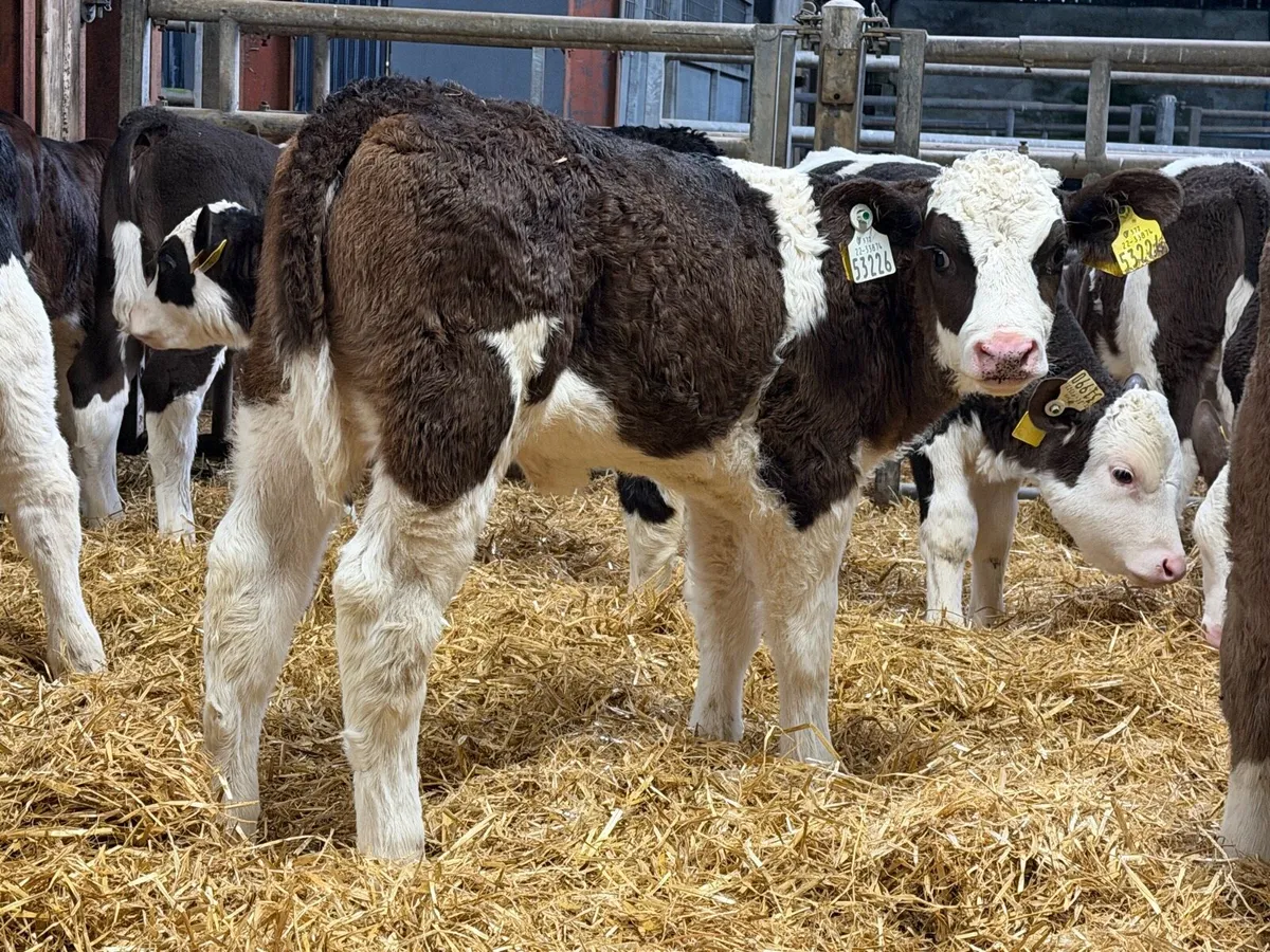 10 SIMMENTAL HEIFERS - Image 1