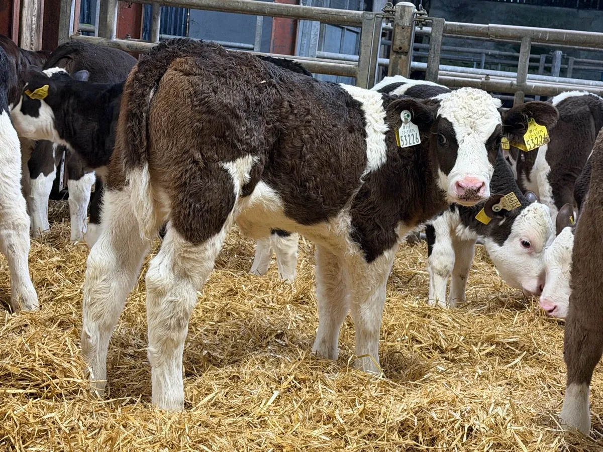 10 SIMMENTAL HEIFERS - Image 2