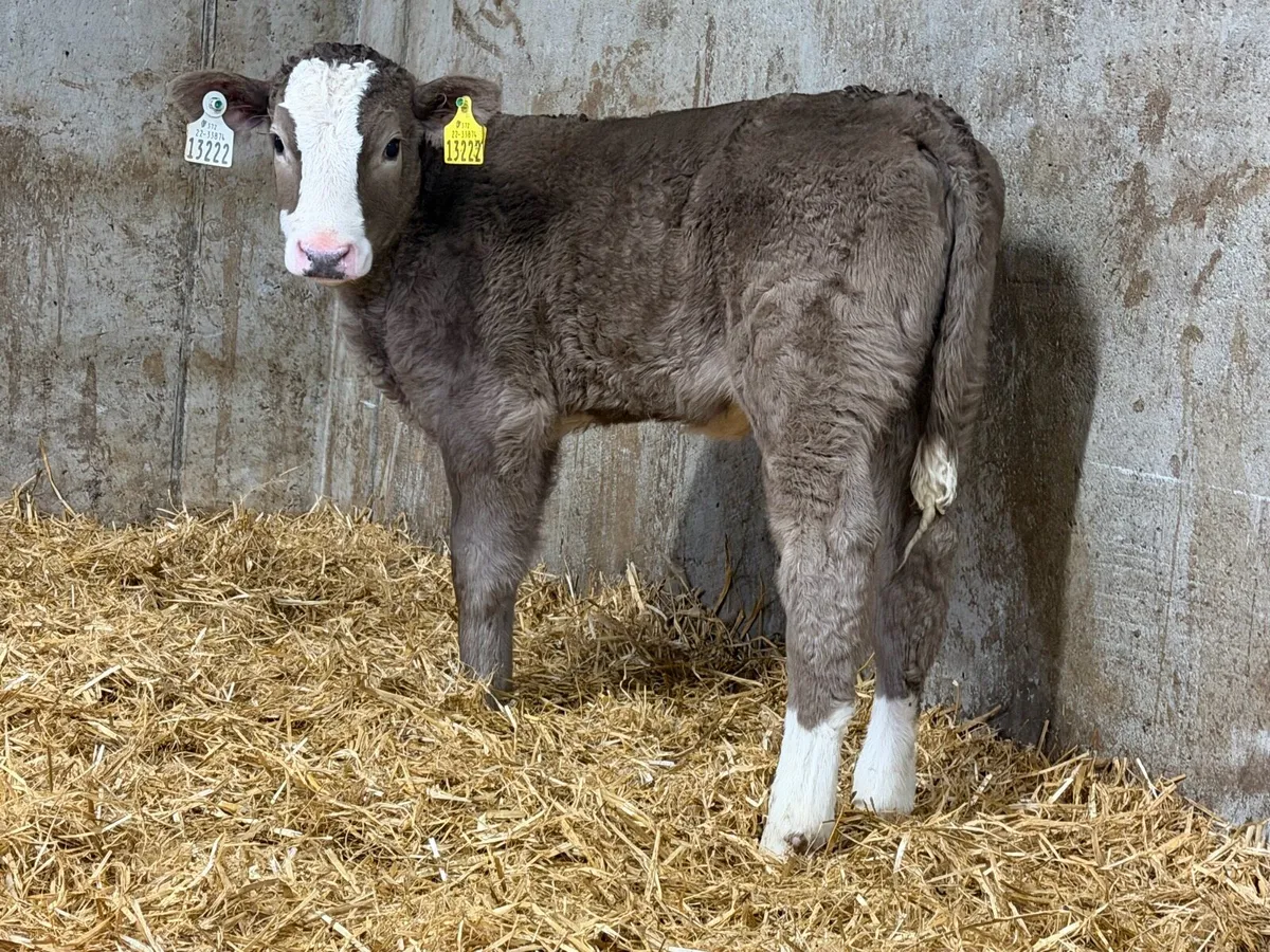 10 SIMMENTAL HEIFERS - Image 3