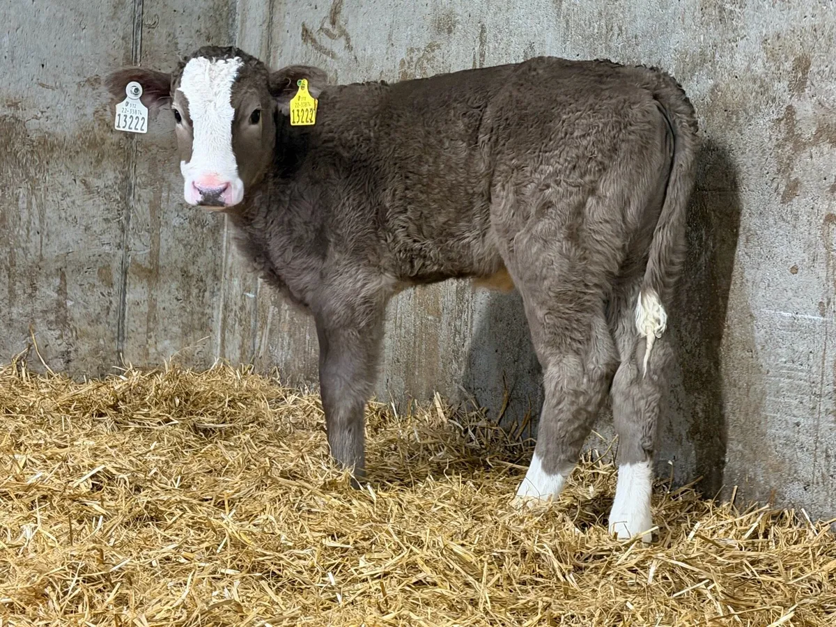 10 SIMMENTAL HEIFERS - Image 4