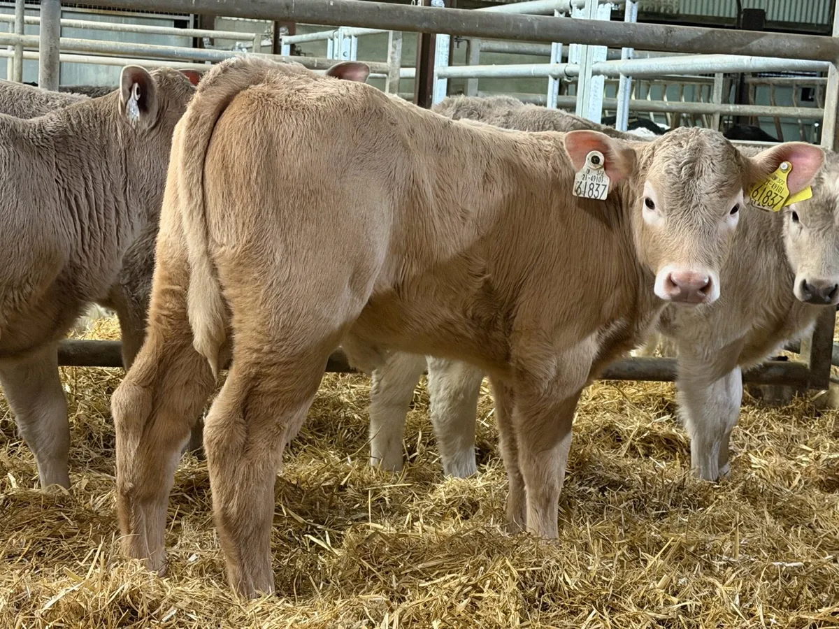 20 CHAROLAIS HEIFERS - Image 1
