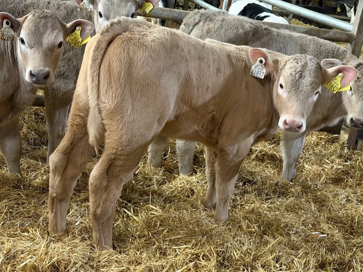 20 CHAROLAIS HEIFERS - Image 2