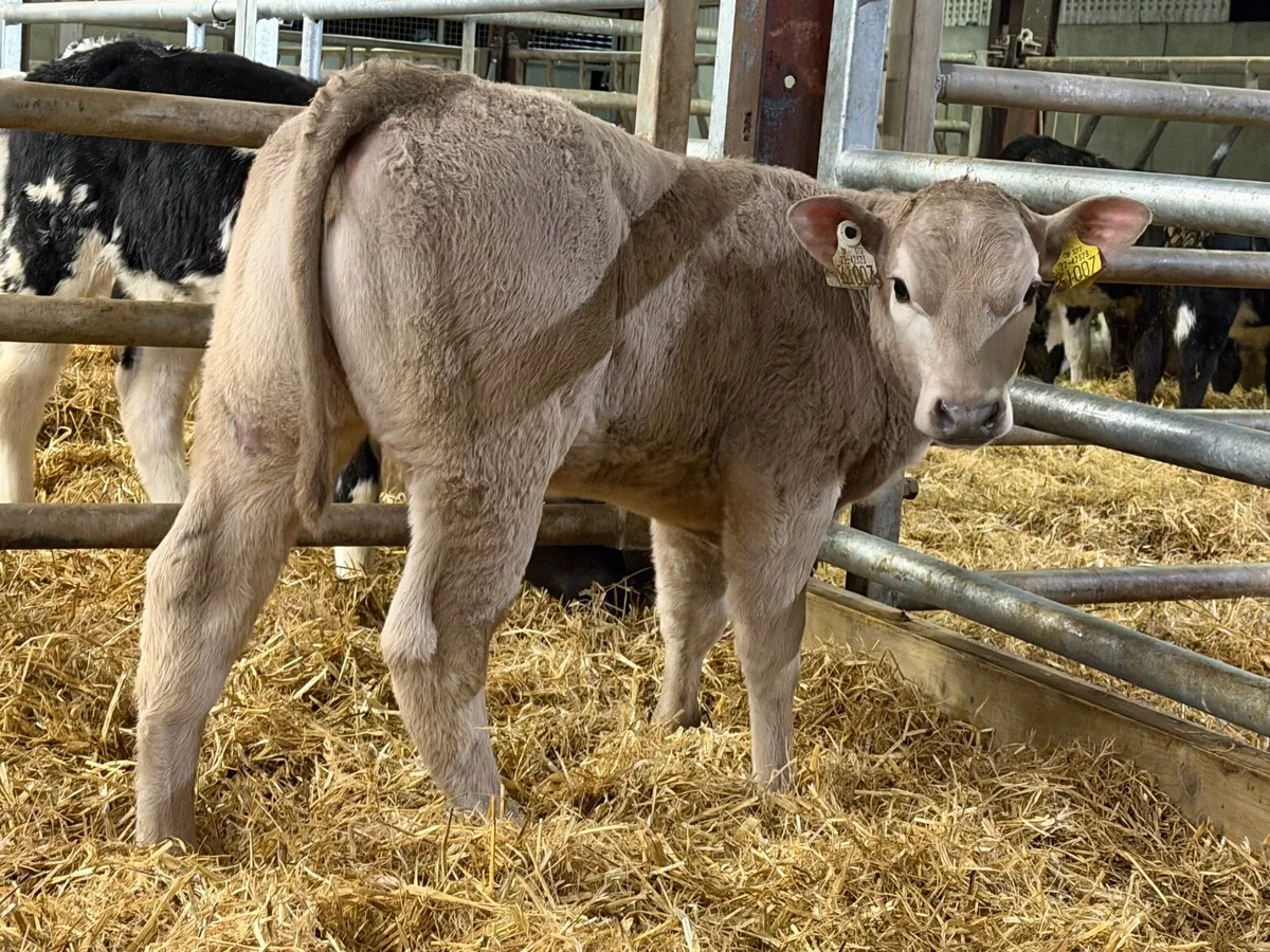 20 CHAROLAIS HEIFERS - Image 3