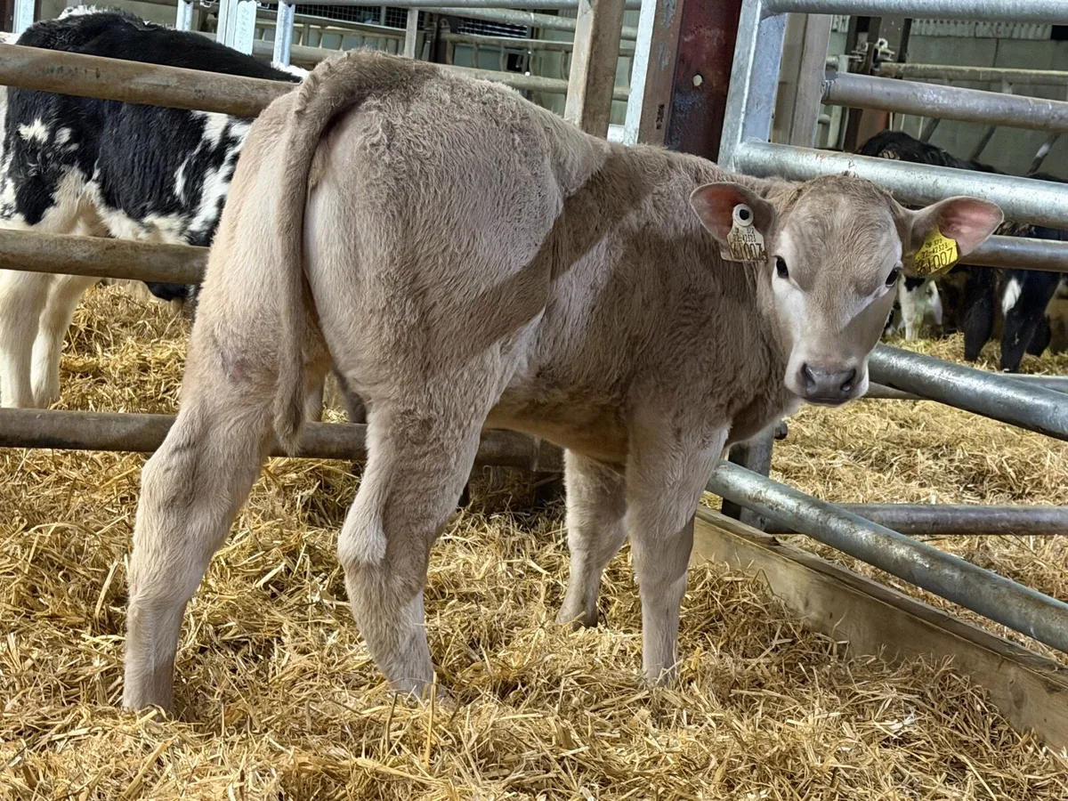 20 CHAROLAIS HEIFERS - Image 4