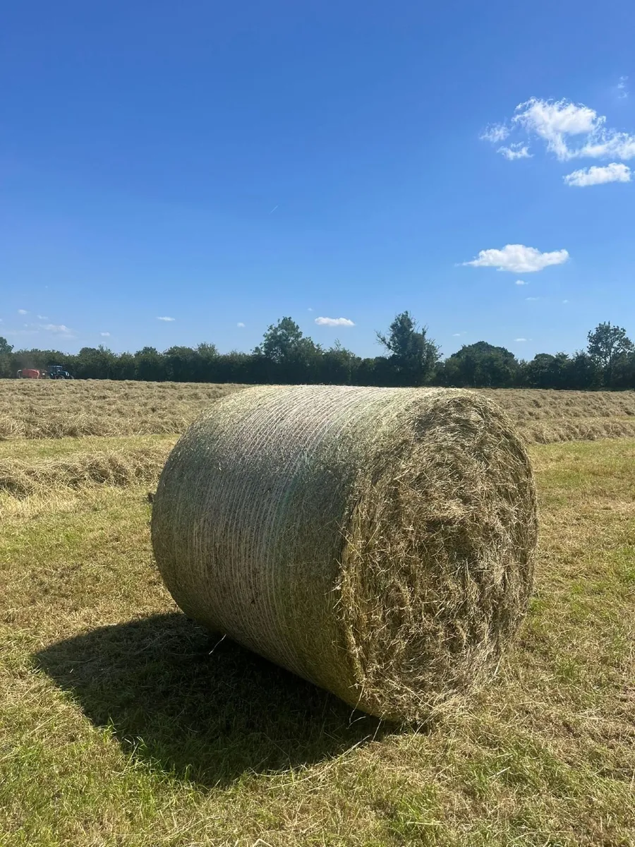 Hay - Image 2