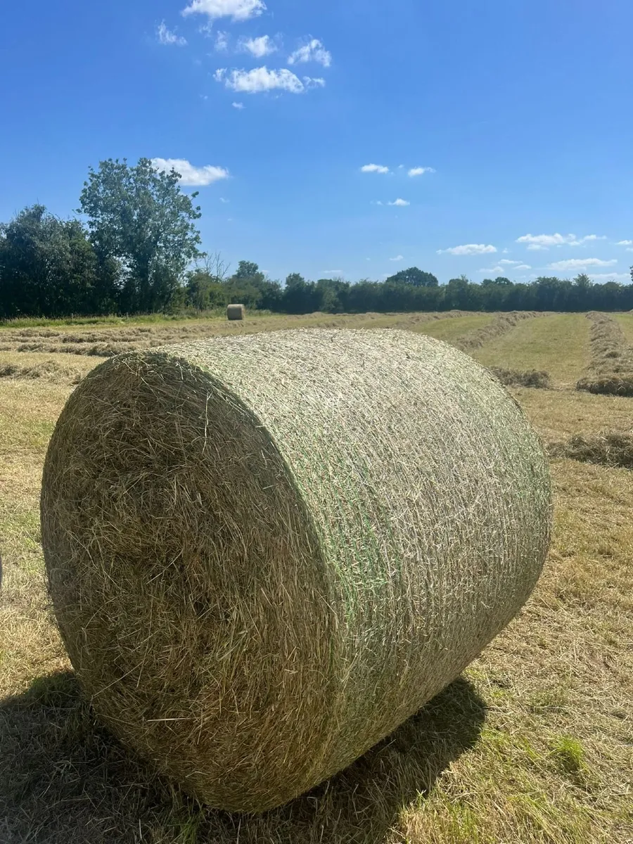 Hay - Image 1