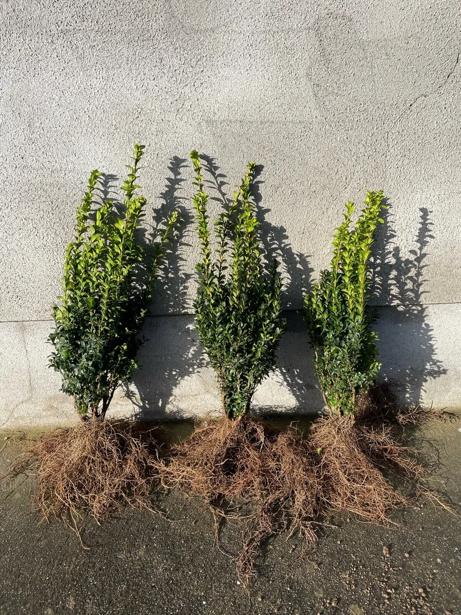 Hedging & Trees - Image 4