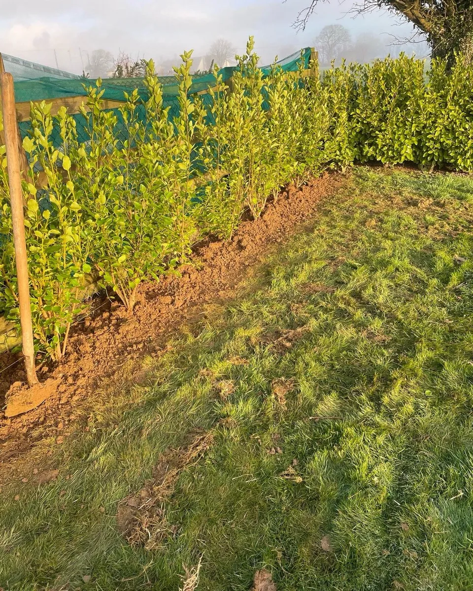 Hedging & Trees - Image 2