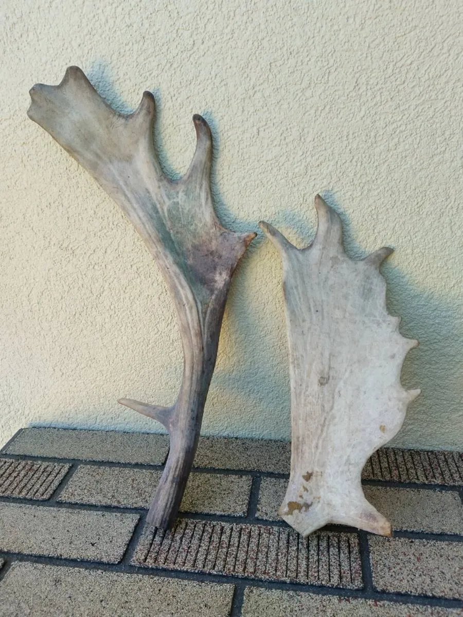 2 antique Fallow deer Antlers
