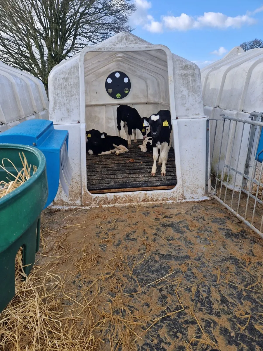 6 Fr bull calves - Image 1