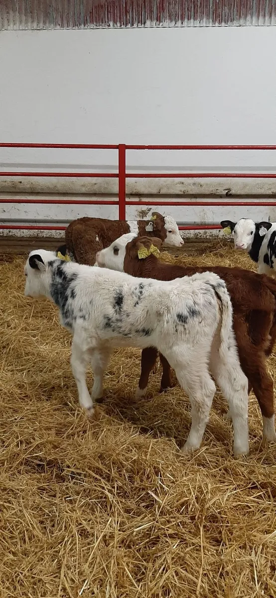 Cont calves for sale - Image 1