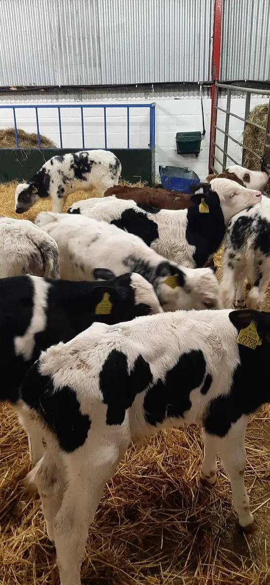Cont calves for sale - Image 2