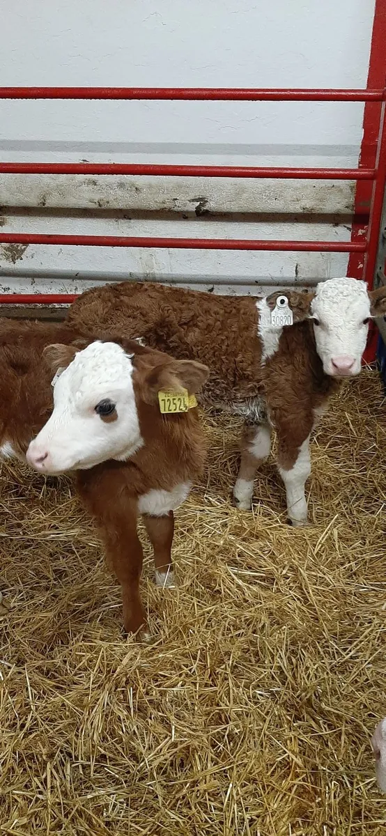 Cont calves for sale - Image 4