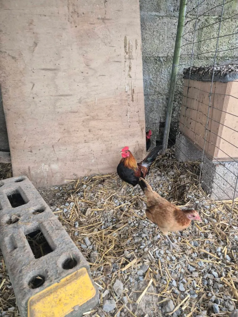 Trio Gold Dutch - Image 2